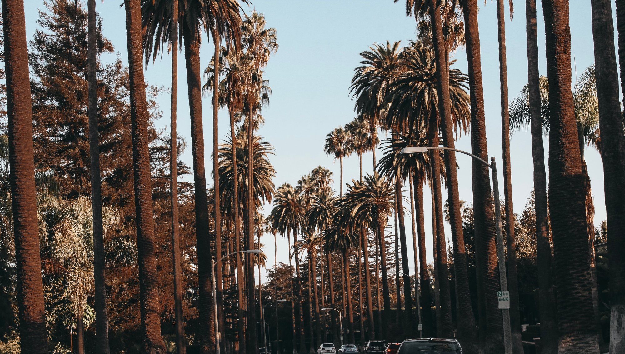 Palm-lined drive in Beverly Hills