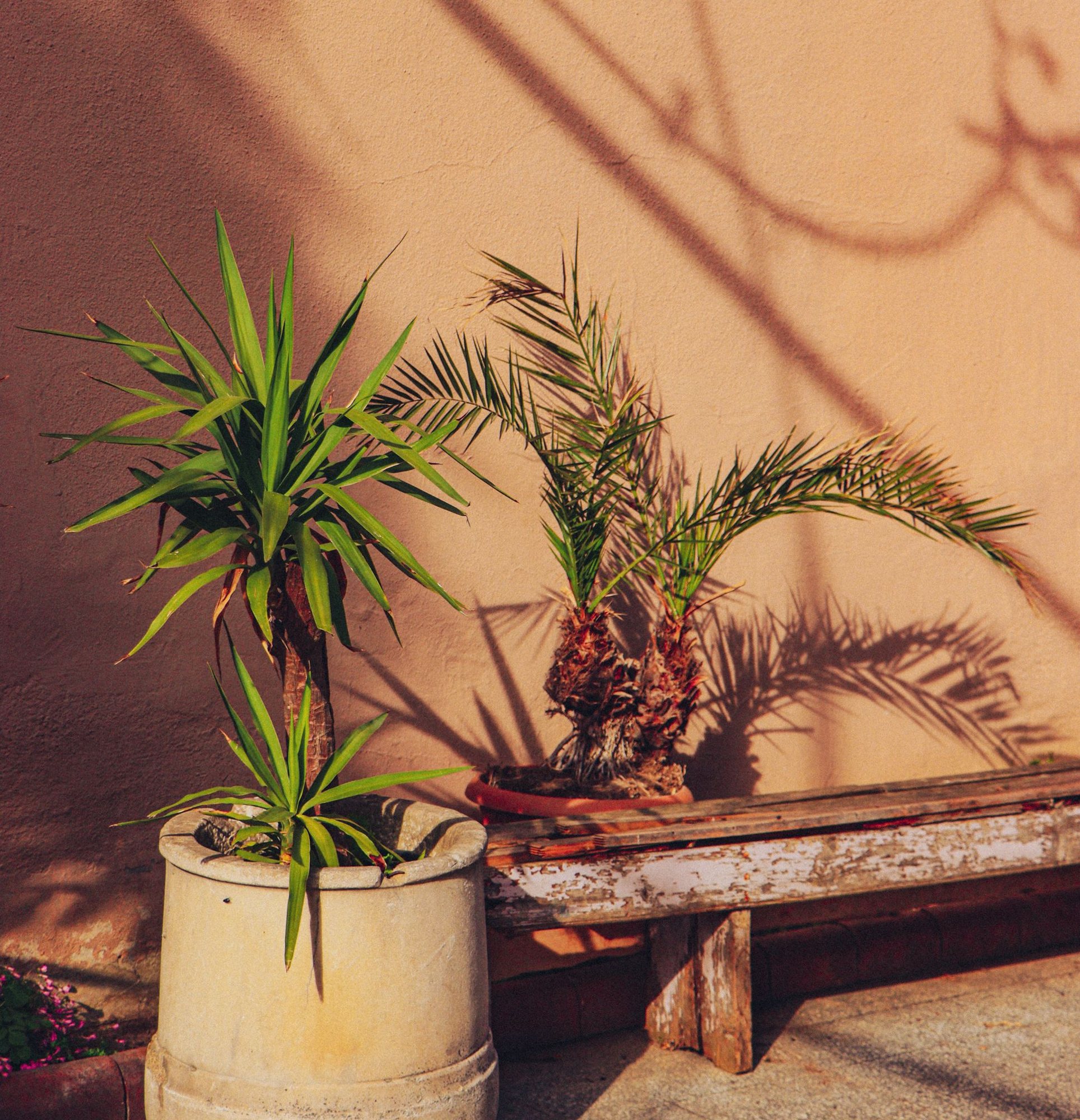 Potted palms against a pink wall